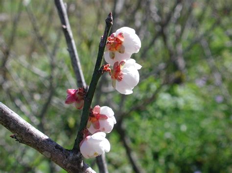 平地種梅樹|花梅新品種－台農花梅1號（純香）簡介 (農業部全球資訊網)